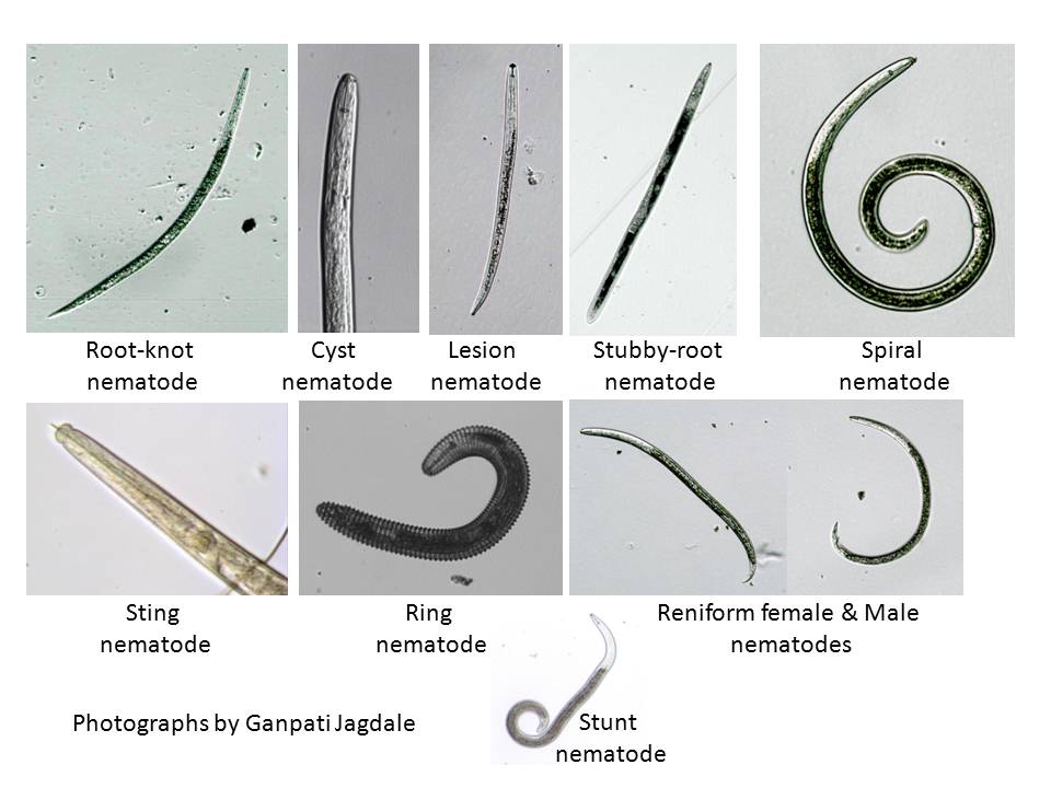 Figure 6. Different types of plant-parasitic nematodes that cause economic loss to different types of crops in Georgia crops